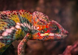 Habitats & Biodiversity